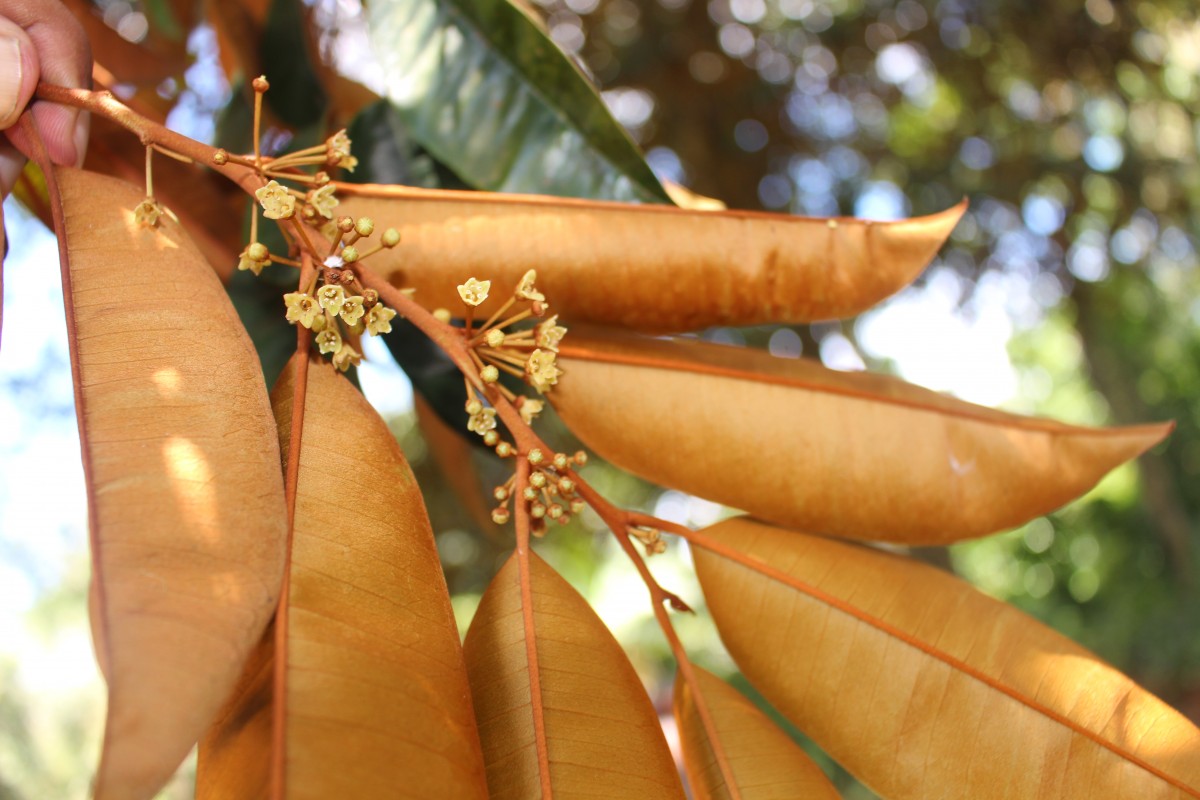 Chrysophyllum cainito L.